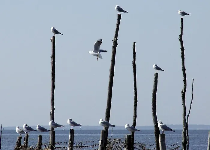 Lénoka La Teste-de-Buch
